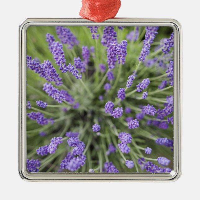 Lavendel-Pflanze Silbernes Ornament (Vorne)
