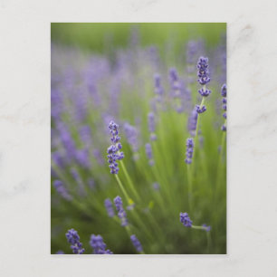 Lavendel Pflanzen 2 Postkarte