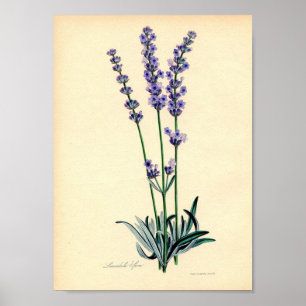 Lavendel-Pflanzen-Plakat Poster