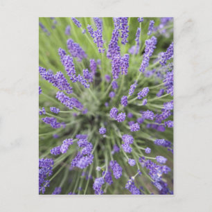 Lavendel-Pflanzen Postkarte