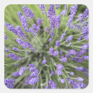 Lavendel-Pflanzen Quadratischer Aufkleber