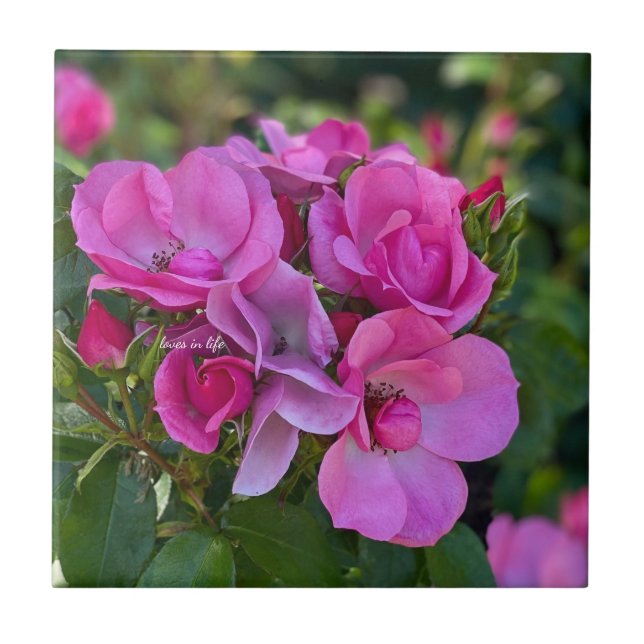 Lavendel Pink Rose Fliese (Vorderseite)