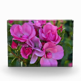 Lavendel Pink Rose Fotoblock