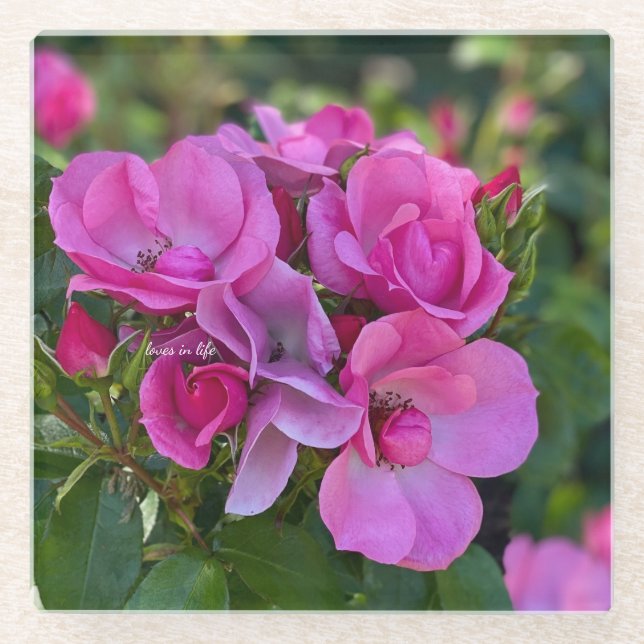 Lavendel Pink Rose Glasuntersetzer (Vorderseite)
