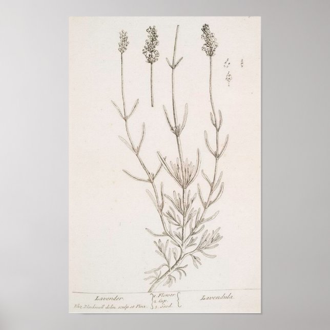 Lavendel-Plakat Poster (Vorne)