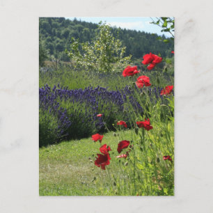 Lavendel & Poppies Postkarte
