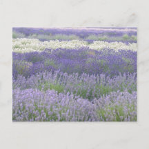 Lavendel Postcard