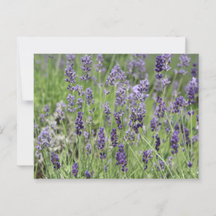 Lavendel Postcard Postkarte