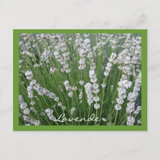 Lavendel Postcard Postkarte