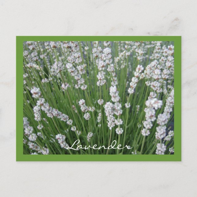 Lavendel Postcard Postkarte (Vorderseite)