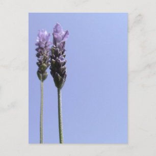 Lavendel Postcard Postkarte