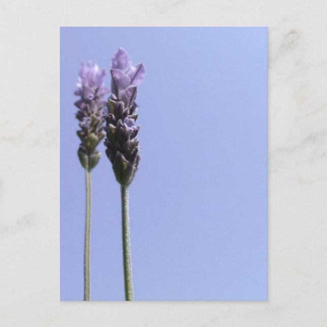 Lavendel Postcard Postkarte (Vorderseite)
