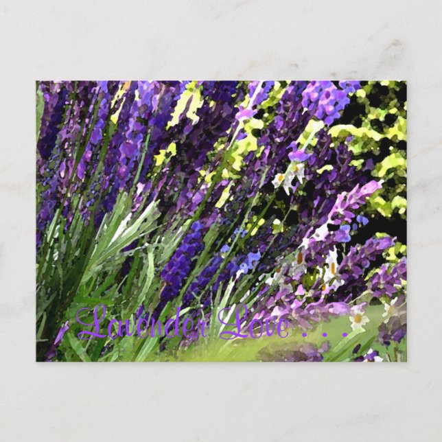 Lavendel Postcard Postkarte (Vorderseite)
