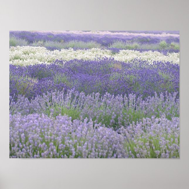 Lavendel Poster (Vorne)