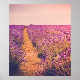 Lavendel Poster