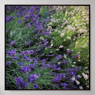 Lavendel Poster