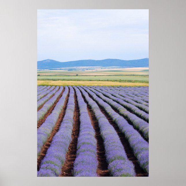 Lavendel Poster (Vorne)