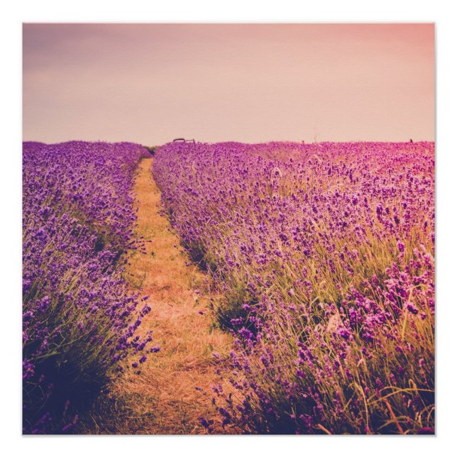 Lavendel Poster (Vorderseite)