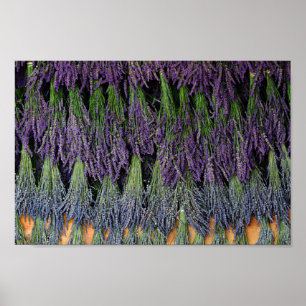 Lavendel Poster