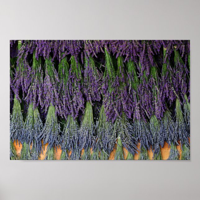 Lavendel Poster (Vorne)
