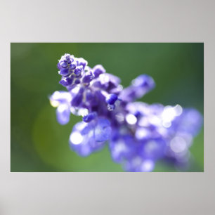Lavendel Poster