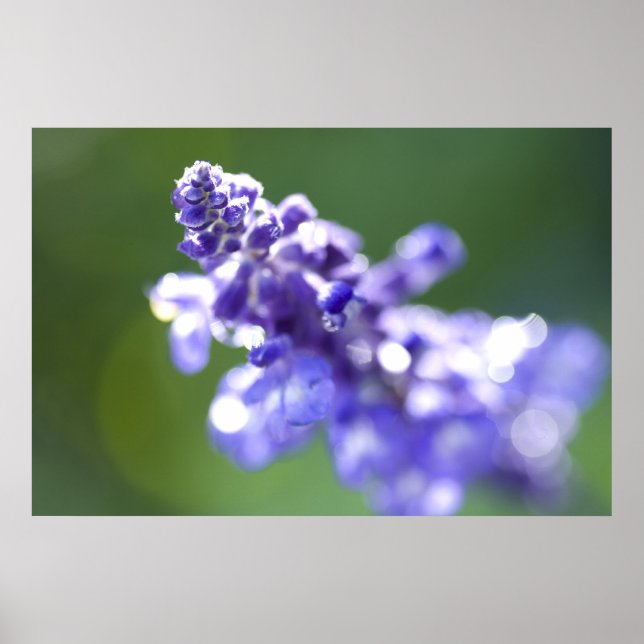 Lavendel Poster (Vorne)