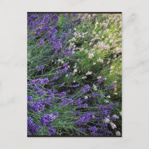 Lavendel Postkarte
