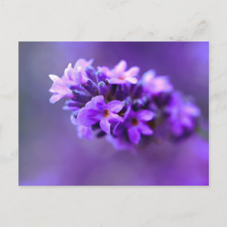 Lavendel Postkarte