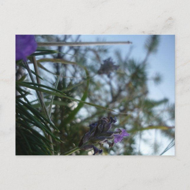 Lavendel Postkarte (Vorderseite)