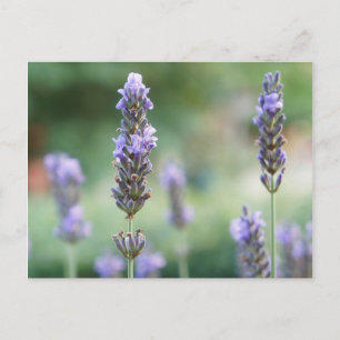 Lavendel Postkarte