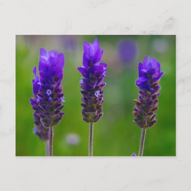 Lavendel Postkarte (Vorderseite)
