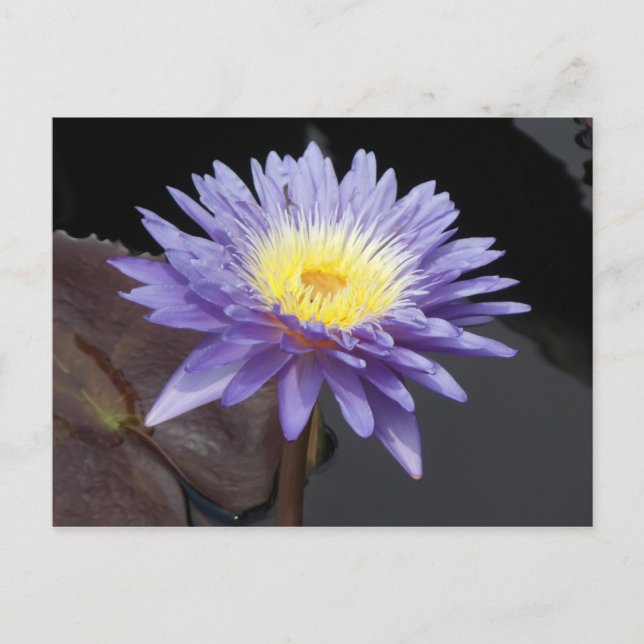 Lavendel Postkarte (Vorderseite)