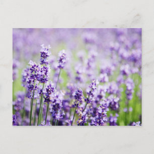 Lavendel Postkarte