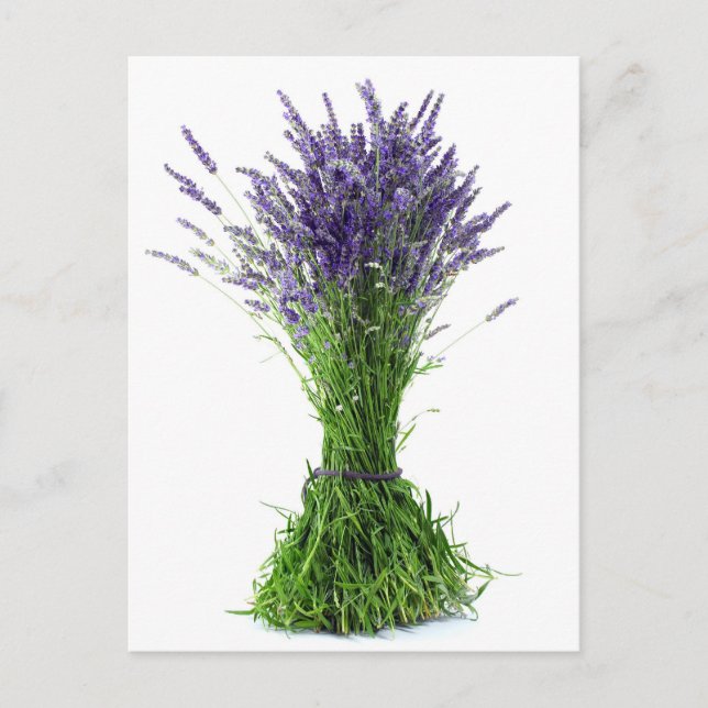 Lavendel Postkarte (Vorderseite)
