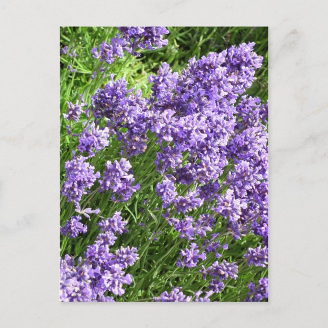 Lavendel Postkarte (Vorderseite)