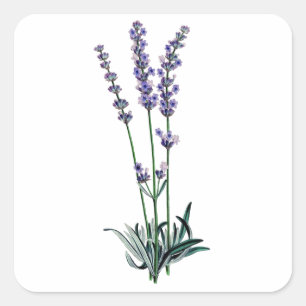 Lavendel Quadratischer Aufkleber