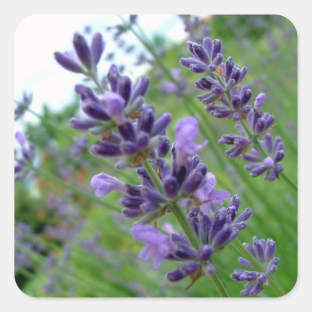 Lavendel Quadratischer Aufkleber (Vorderseite)
