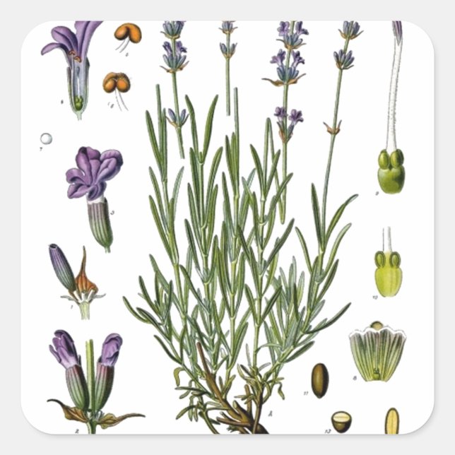 Lavendel Quadratischer Aufkleber (Vorderseite)
