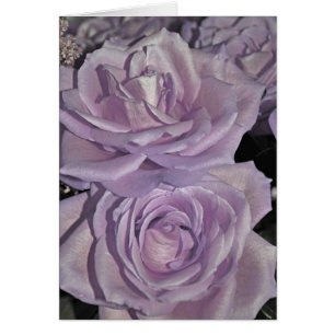 Lavendel-Rose