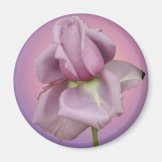 Lavendel-Rose-Magnet Magnet