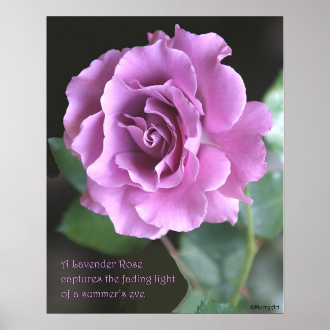 Lavendel Rose Poster: ROSE & PROSE 16x20 Poster (Vorne)
