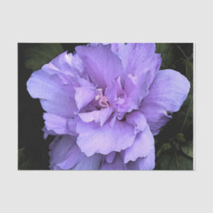 Lavendel-Rose von Sharon Seidenpapier