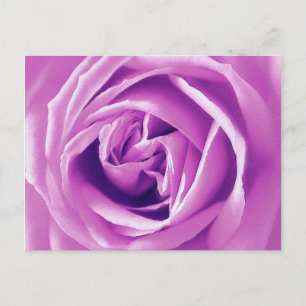 Lavendel-Rosen-Druck Postkarte