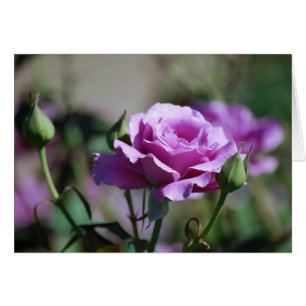 Lavendel-Rosen-Karte