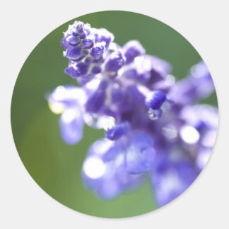 Lavendel Runder Aufkleber