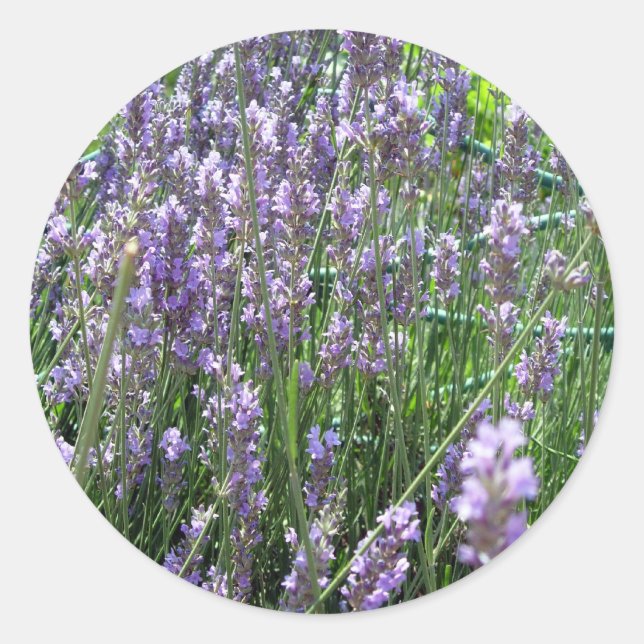 Lavendel Runder Aufkleber (Vorderseite)