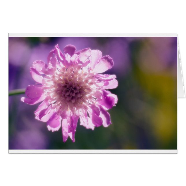 Lavendel Scabiosa Blume (Vorderseite (Horizontal))