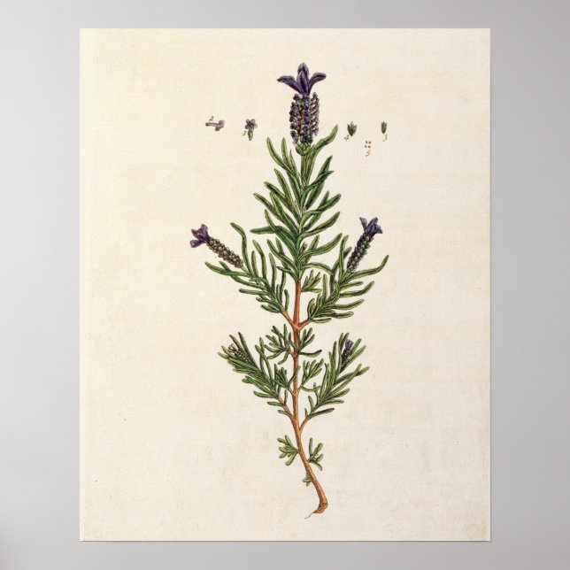 Lavendel, Teller 241 von "A Curious Herbal" Poster (Vorne)