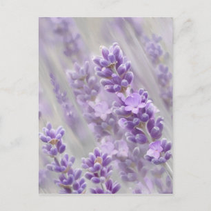 Lavendel träumt. postkarte