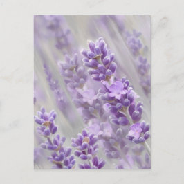 Lavendel träumt. postkarte